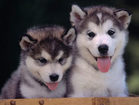 cachorros_husky_siberiano.jpg